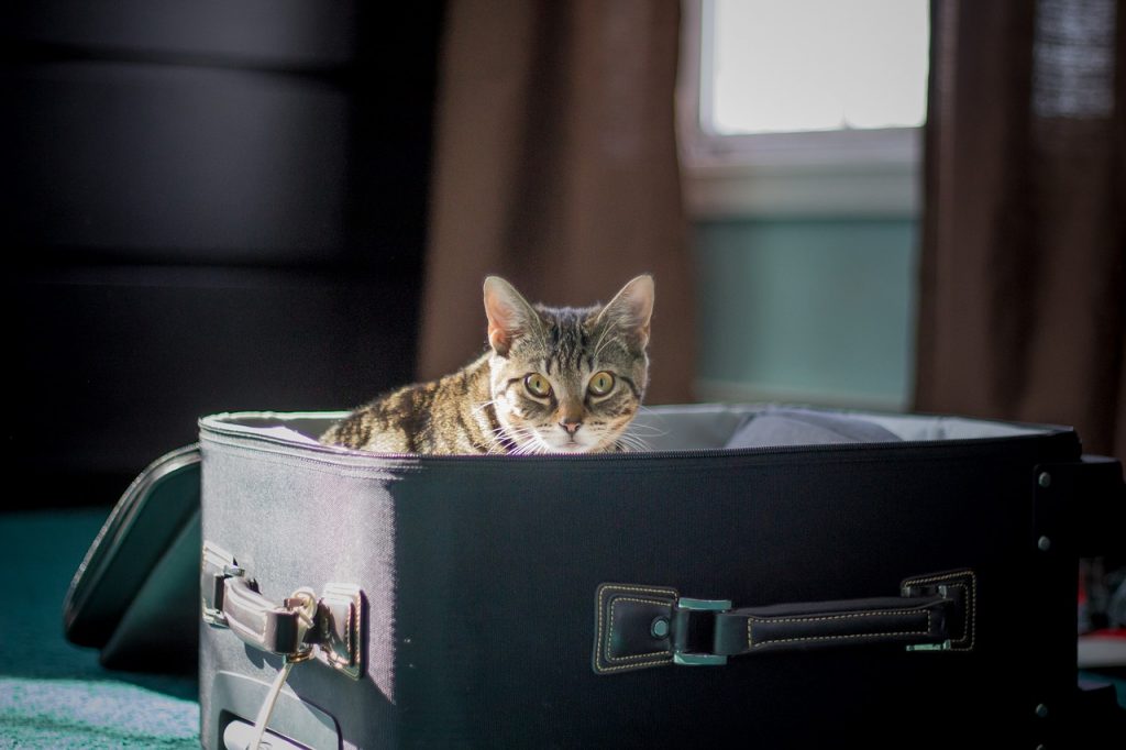 viajar con mascota en cabina o bodega de avión